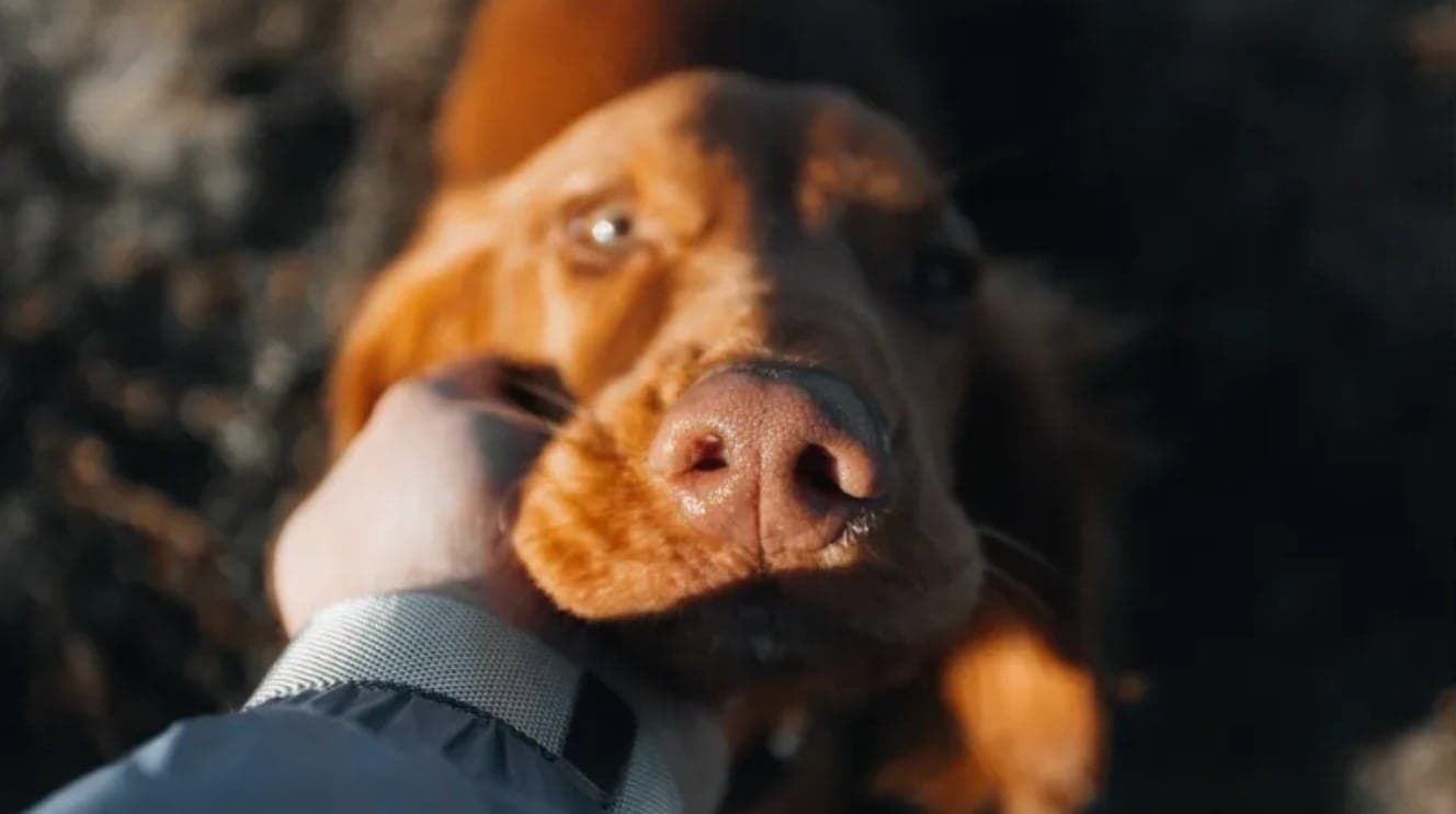 Pai de Pet: 5 atitudes que tornam a vida do seu Pet mais saudável