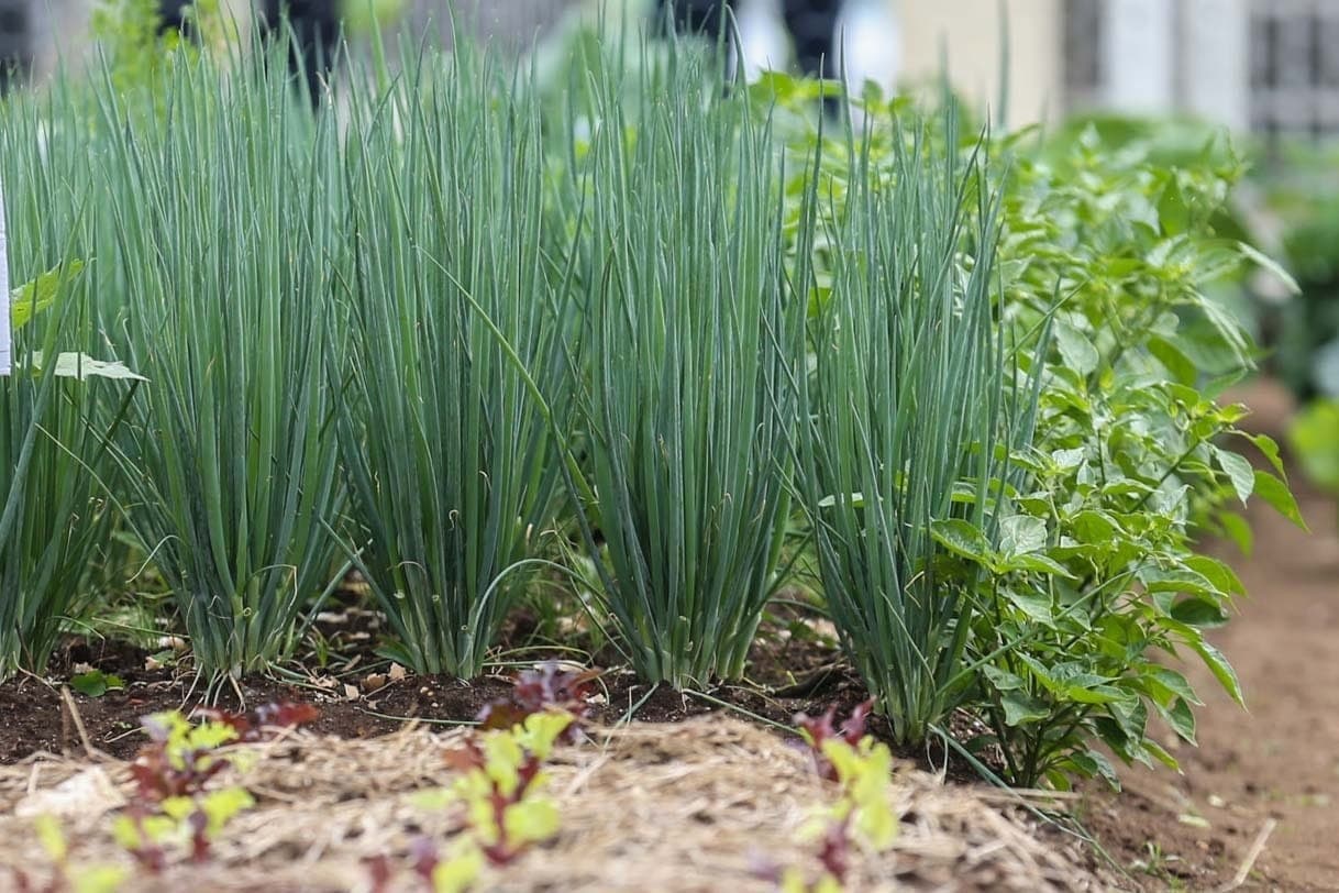 Plante cebolinha em casa de um jeito fácil e descomplicado