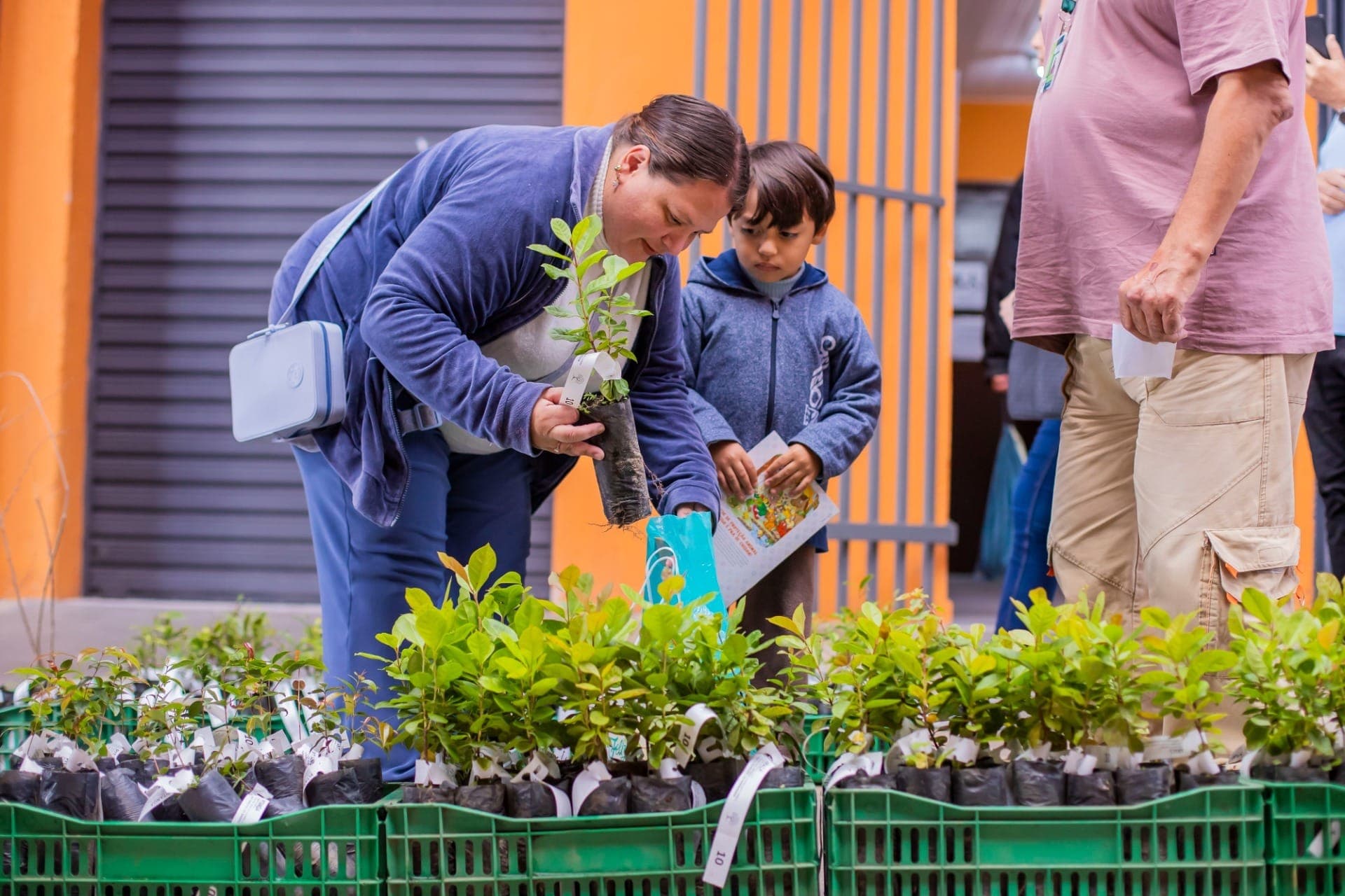Distribuição de mudas de árvores começa na sexta; saiba onde retirar