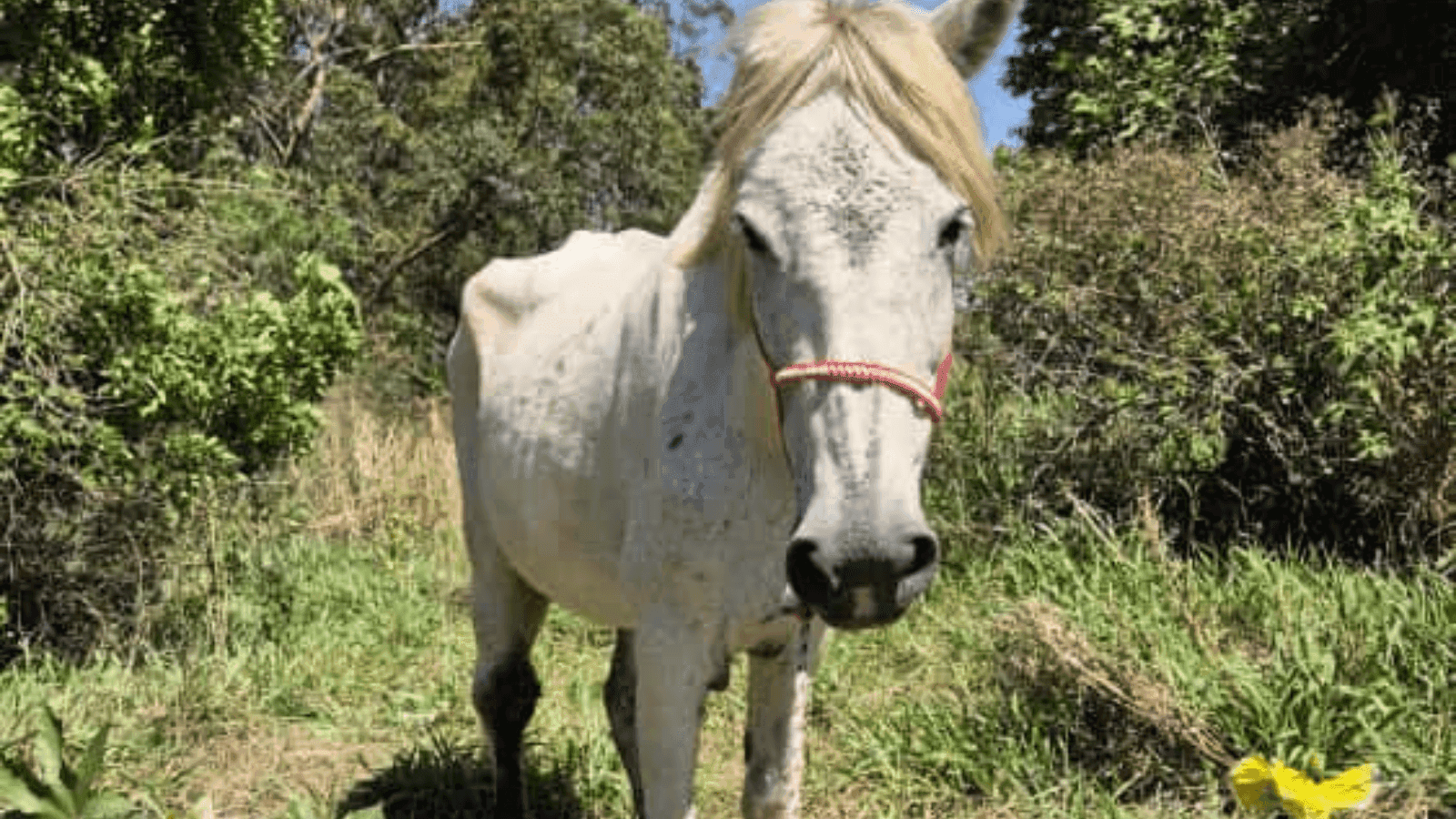 O animal foi encontrado com infecção e feridos no corpo