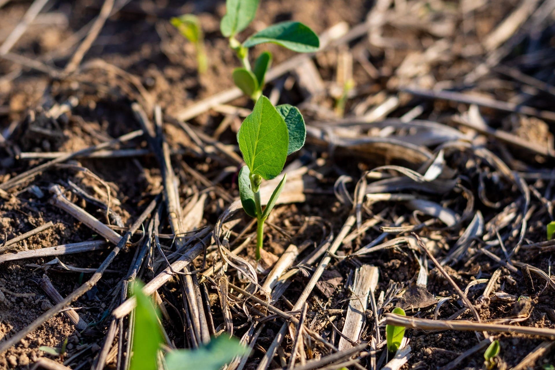 Farelo de soja produzido de forma sustentável será usado para criar galinhas