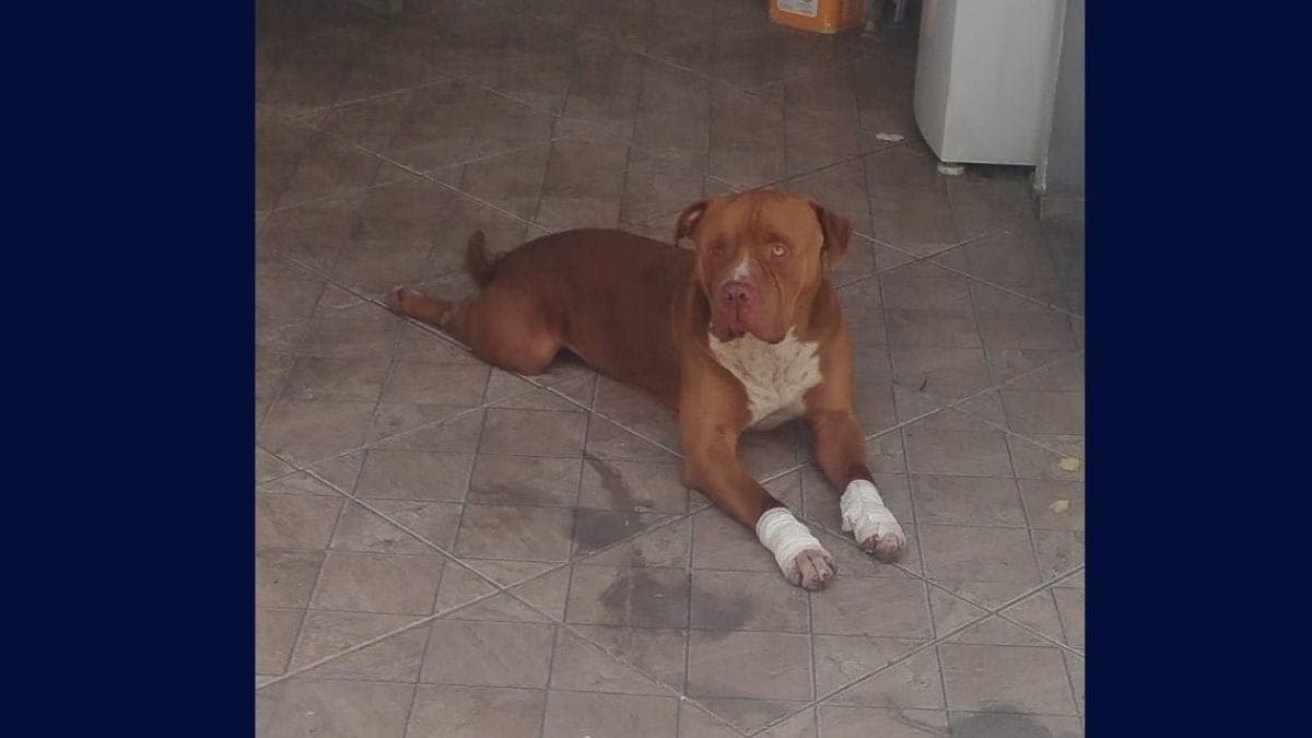Cão da raça pitbull ficou com as patas machucadas após ser arrastado