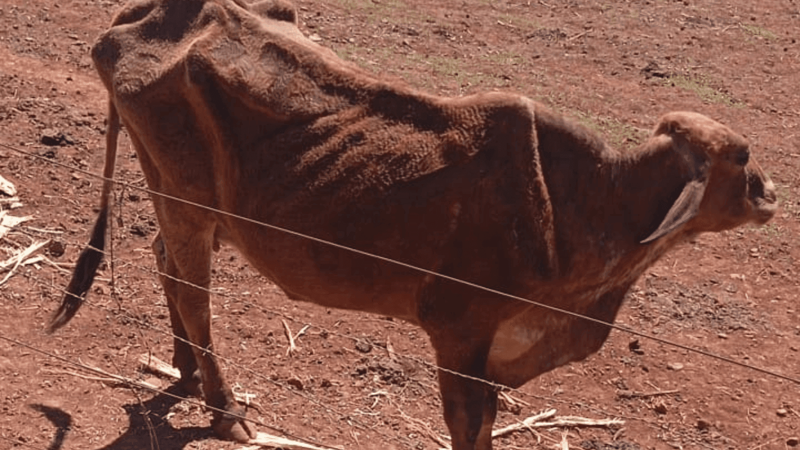 Dois animais foram encontrados em condições inadequadas
