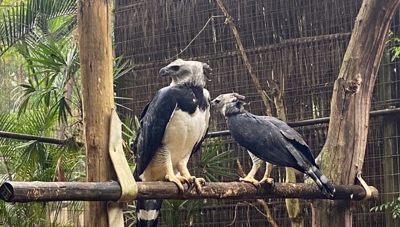 Harpias no Zoo de Sorocaba