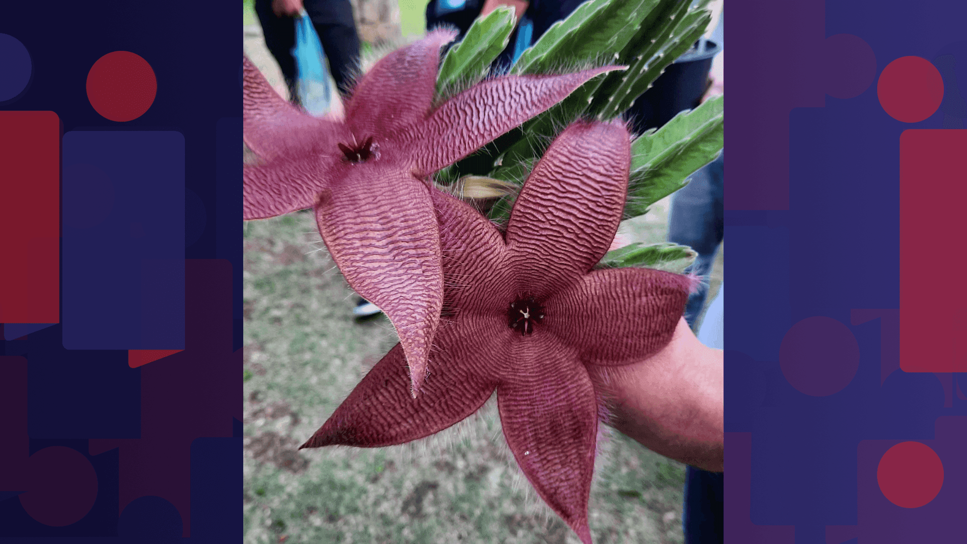 A iniciativa vai apresentar diversas plantas envoltas em lendas e mitos.