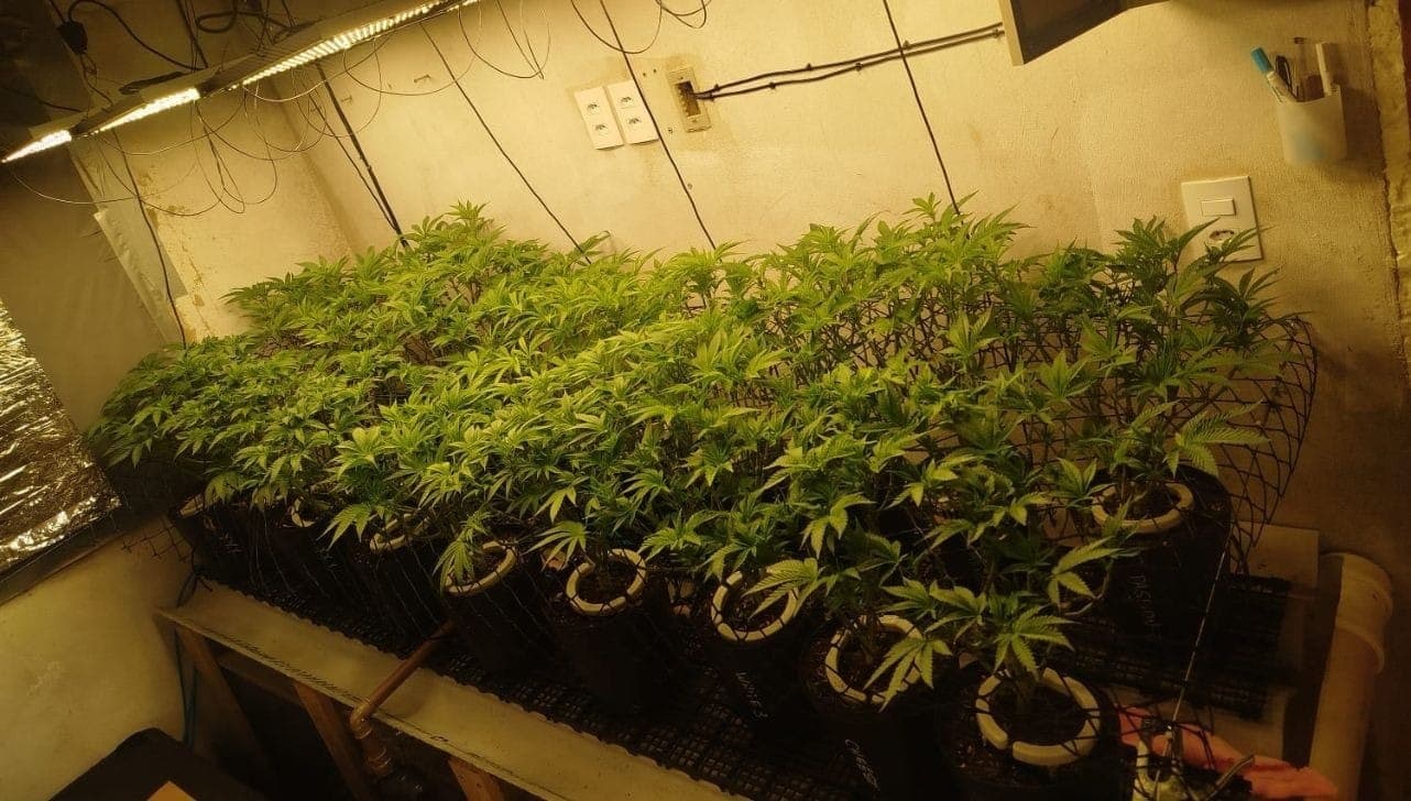 Cada porção de maconha era vendida a R$ 50 reais