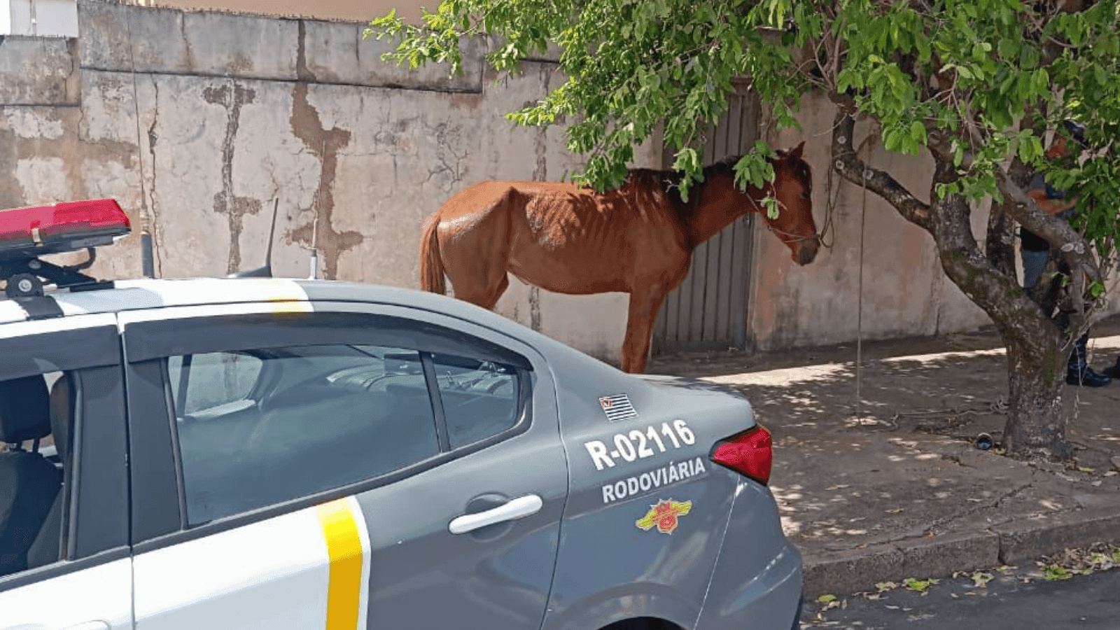 O cavalo estava nas margens da Rodovia Marechal Rondon