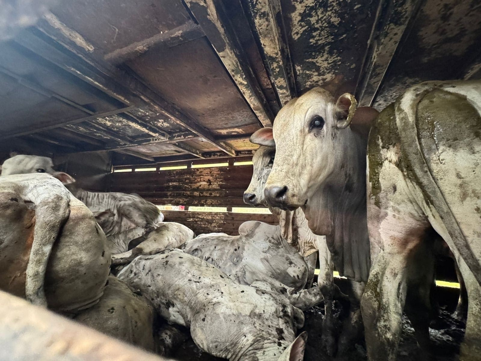 Animais foram destinados à Fazenda da Saúde, em Paraibuna