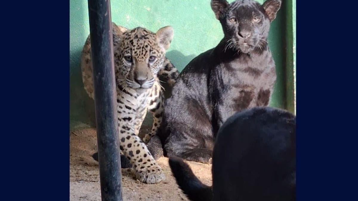 Animais ficarão em unidades de conservação de outros estados