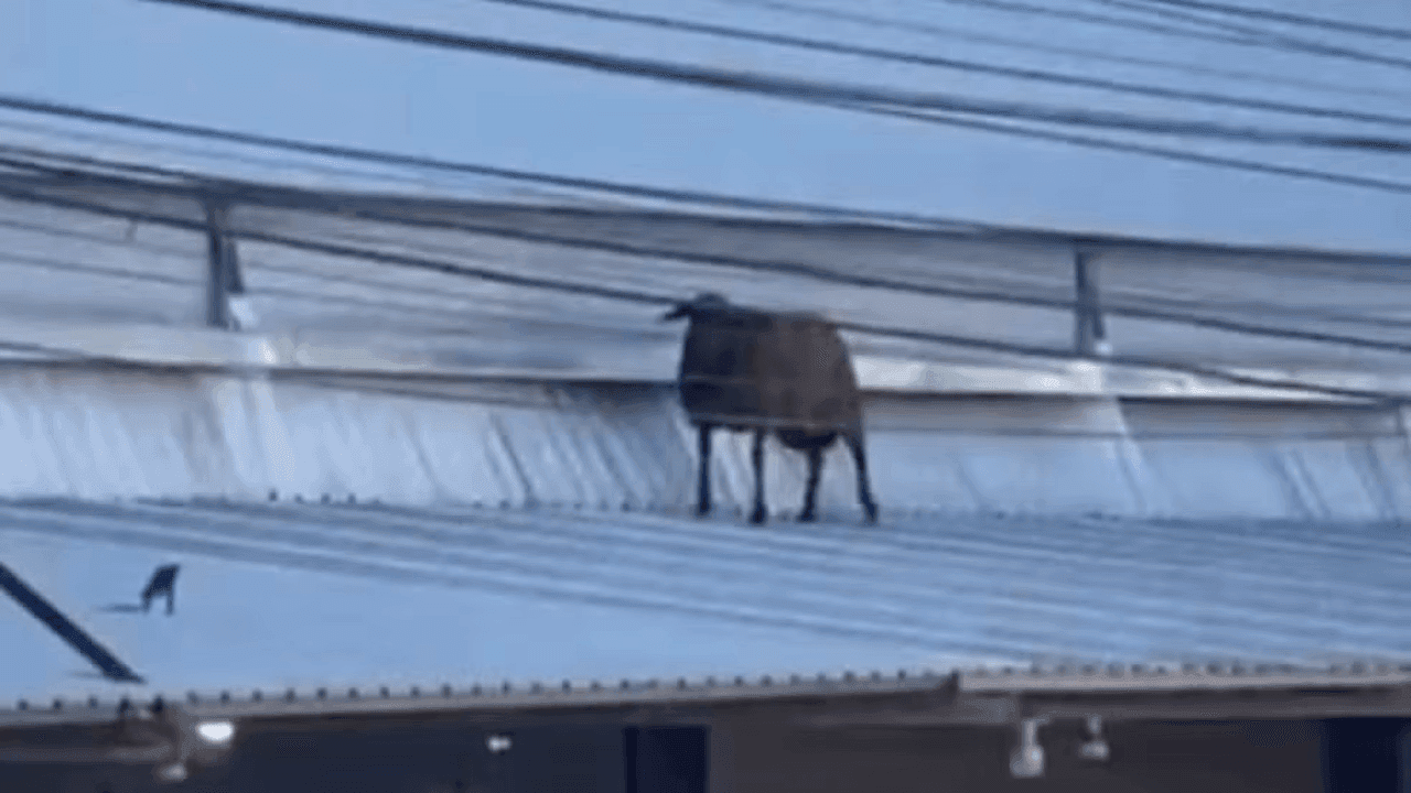 Bode que não era bode é flagrado passando por telhado