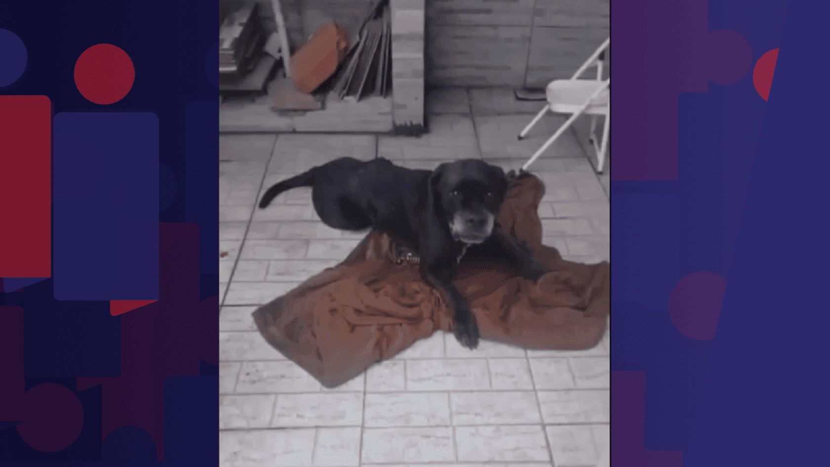 Scooby passa por cirurgia após ficar ferido durante megaoperação