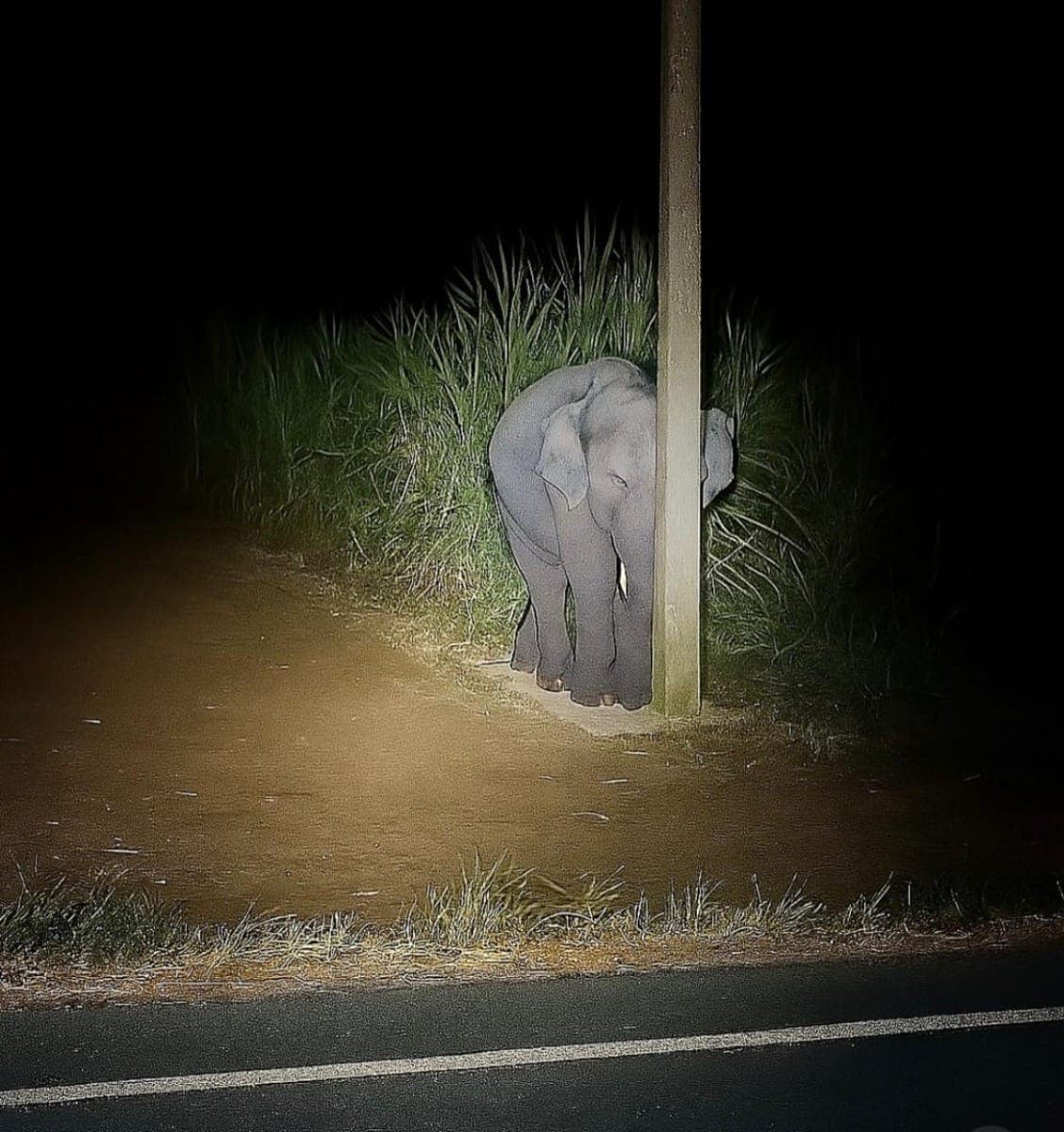 Bebê elefante tenta se esconder atrás de poste