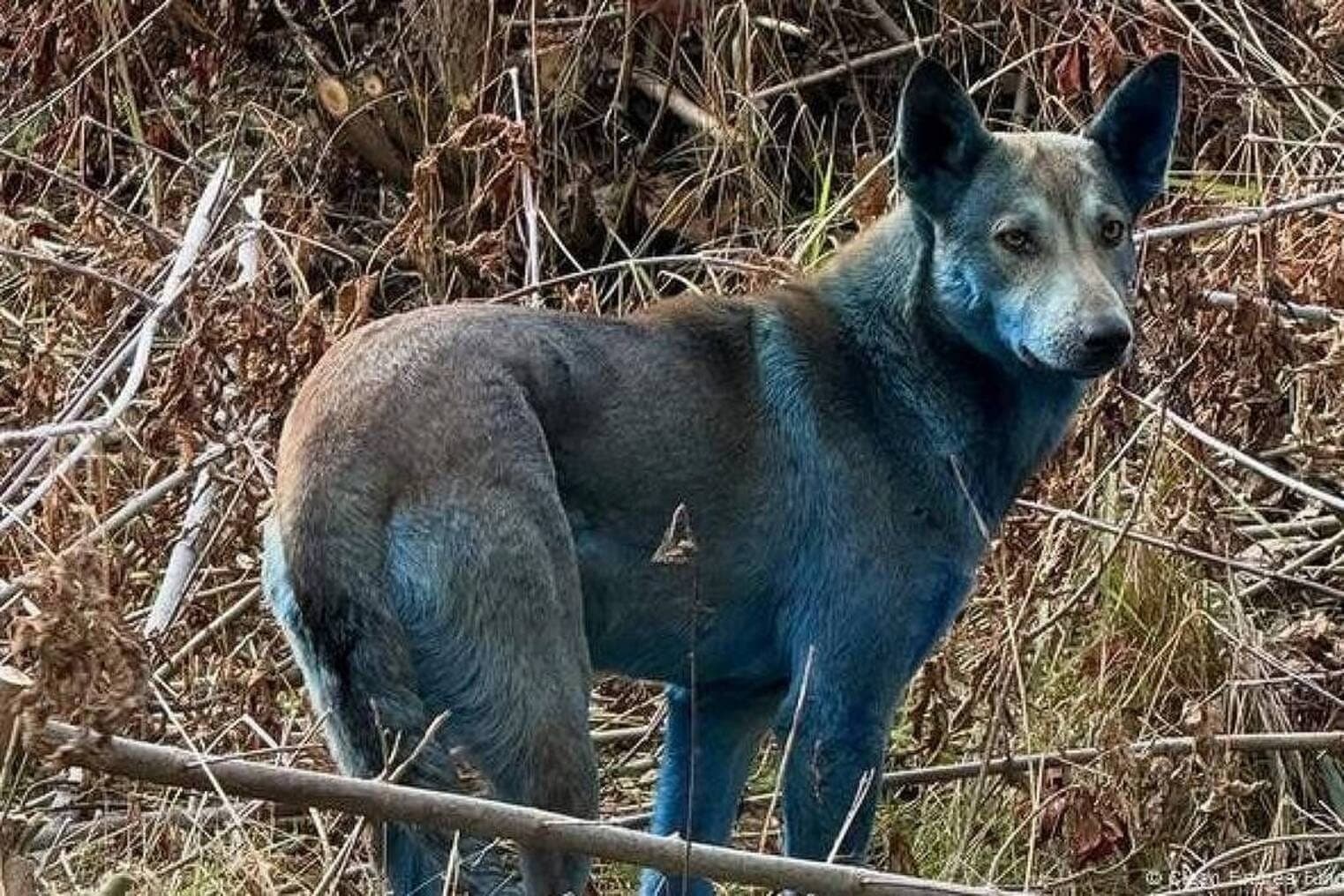 Chernobyl: De cães azuis a santuário de vida selvagem inesperado