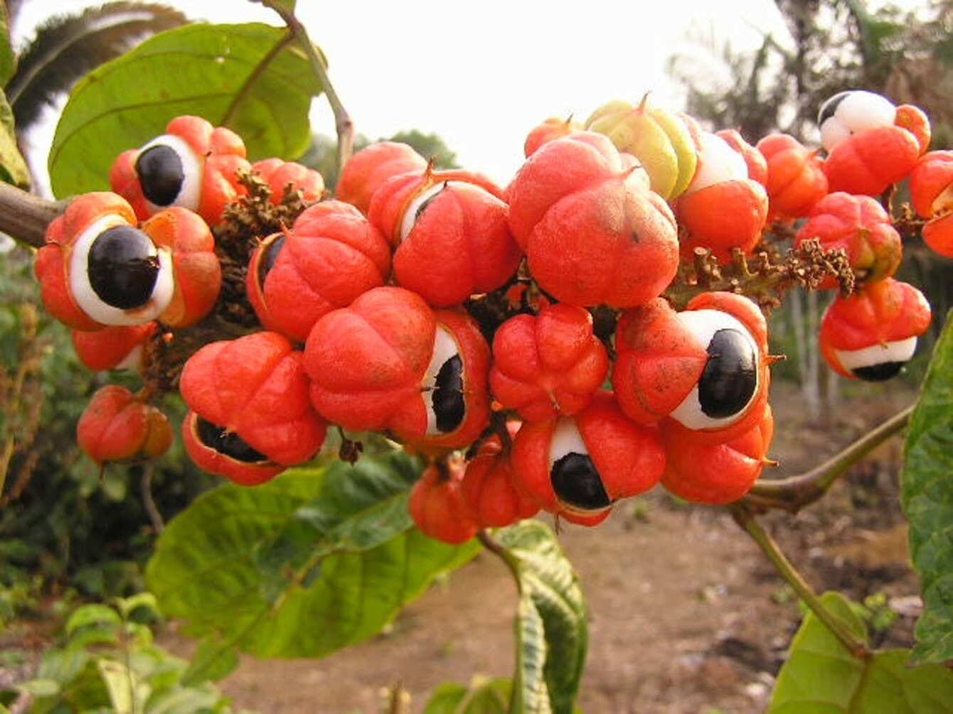 Fruto do guaraná se parece com um olho humano
