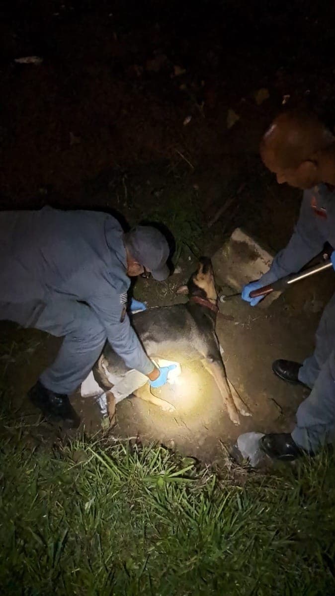 Bombeiros de Caraguatatuba resgatam cachorro atropelado na Estrada do Rio Claro
