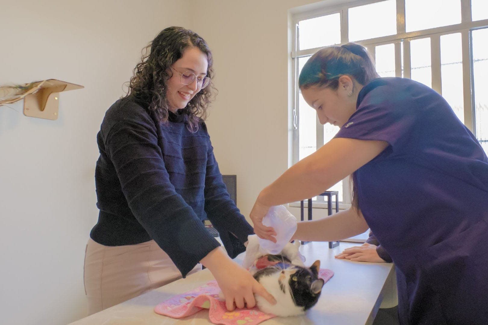 Gata Pixy, resgatada das ruas com feridas, recebe gel de tilápia