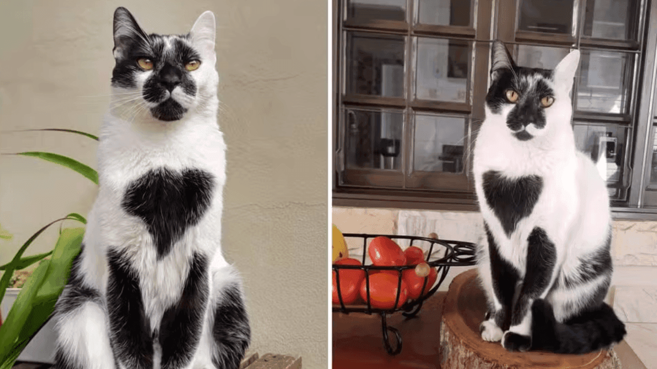Gato com mancha de coração é eleito o mais bonito do Brasil