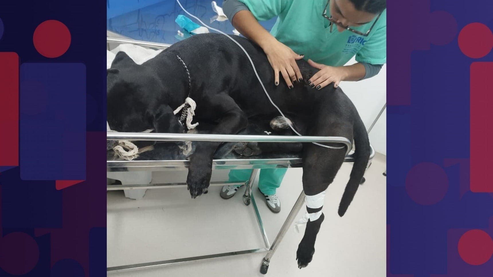 Cachorro Scooby, da raça Cane Corso, baleado durante uma operação policial no Complexo da Penha