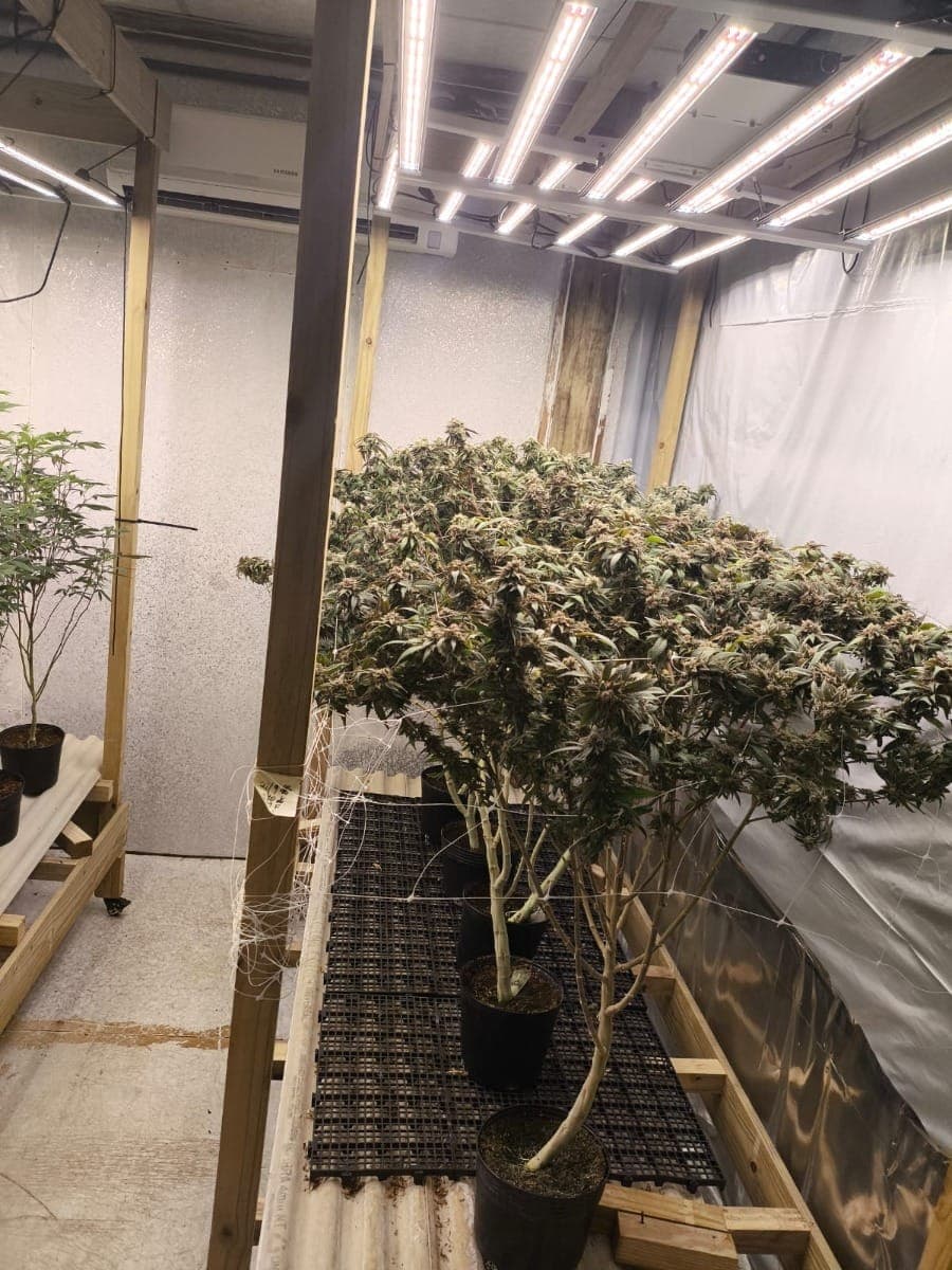 Equipamentos usados no cultivo de maconha foram apreendidos