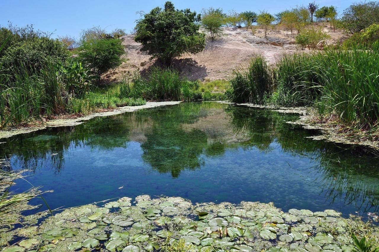 Bahia é o estado que mais abrange o bioma Caatinga