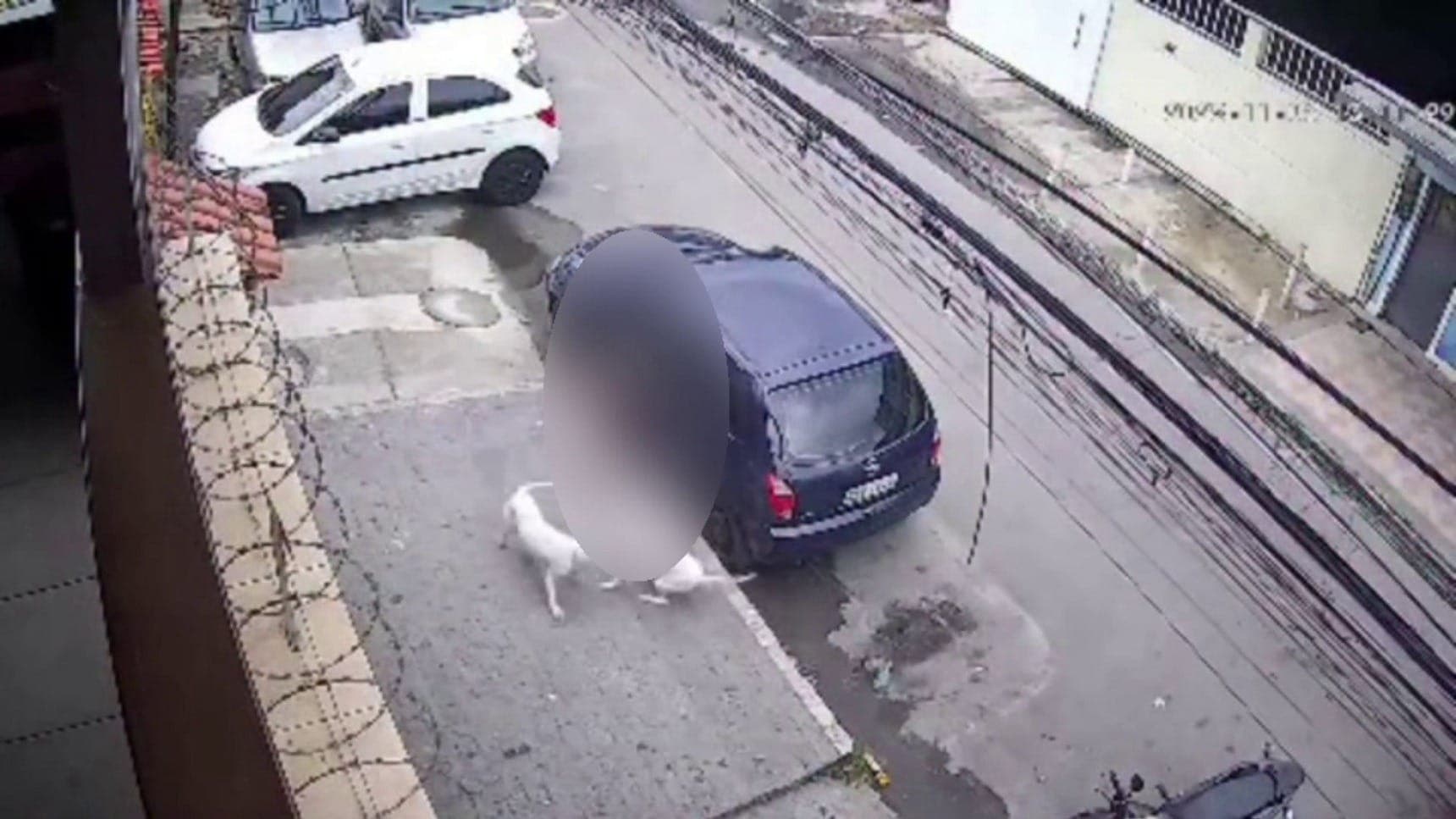 Câmera flagrou momento que 2 pitbulls atacaram mulher em Realengo