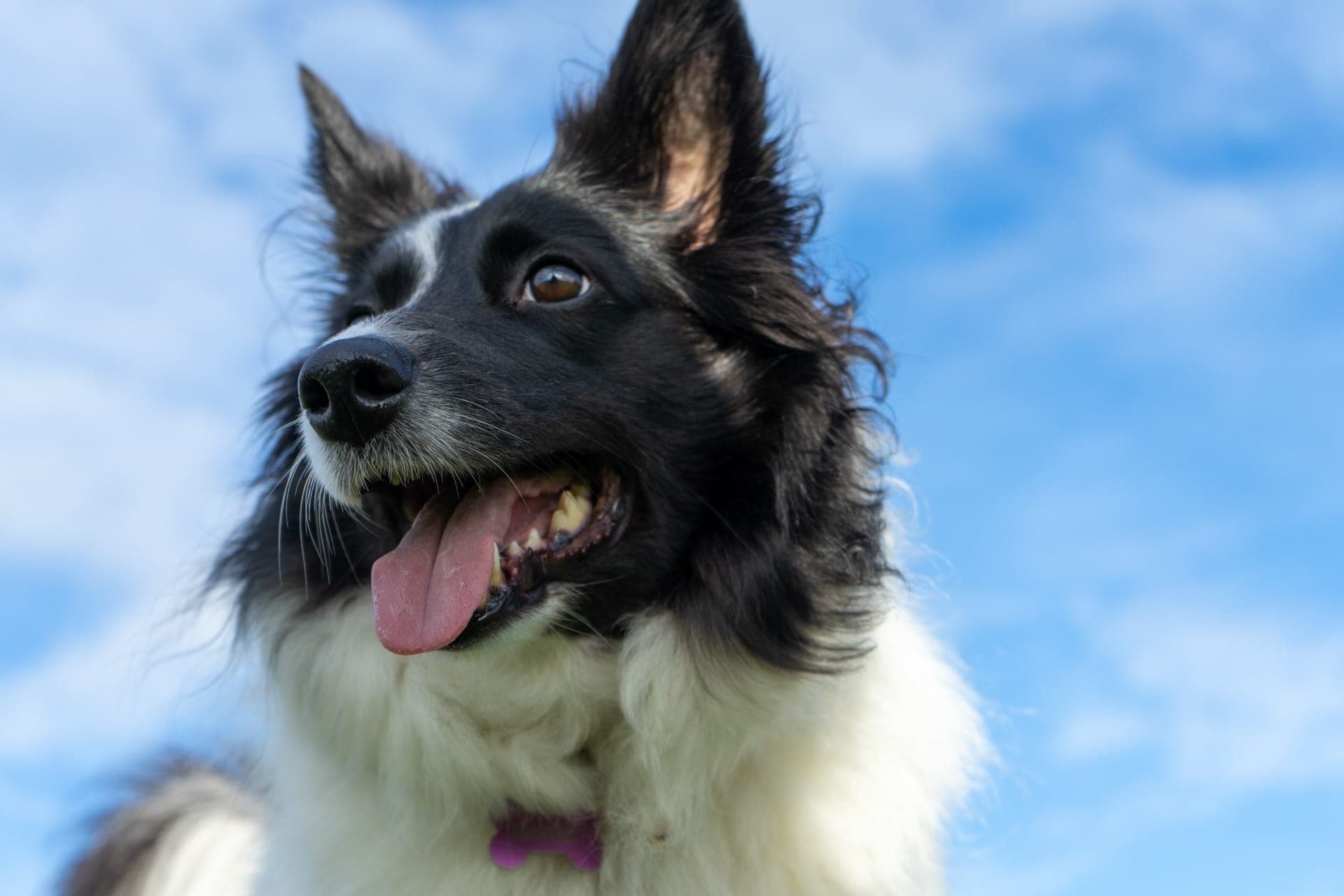 Filhote de border collie roubado de pet shop é recuperado em Campos do Jordão
