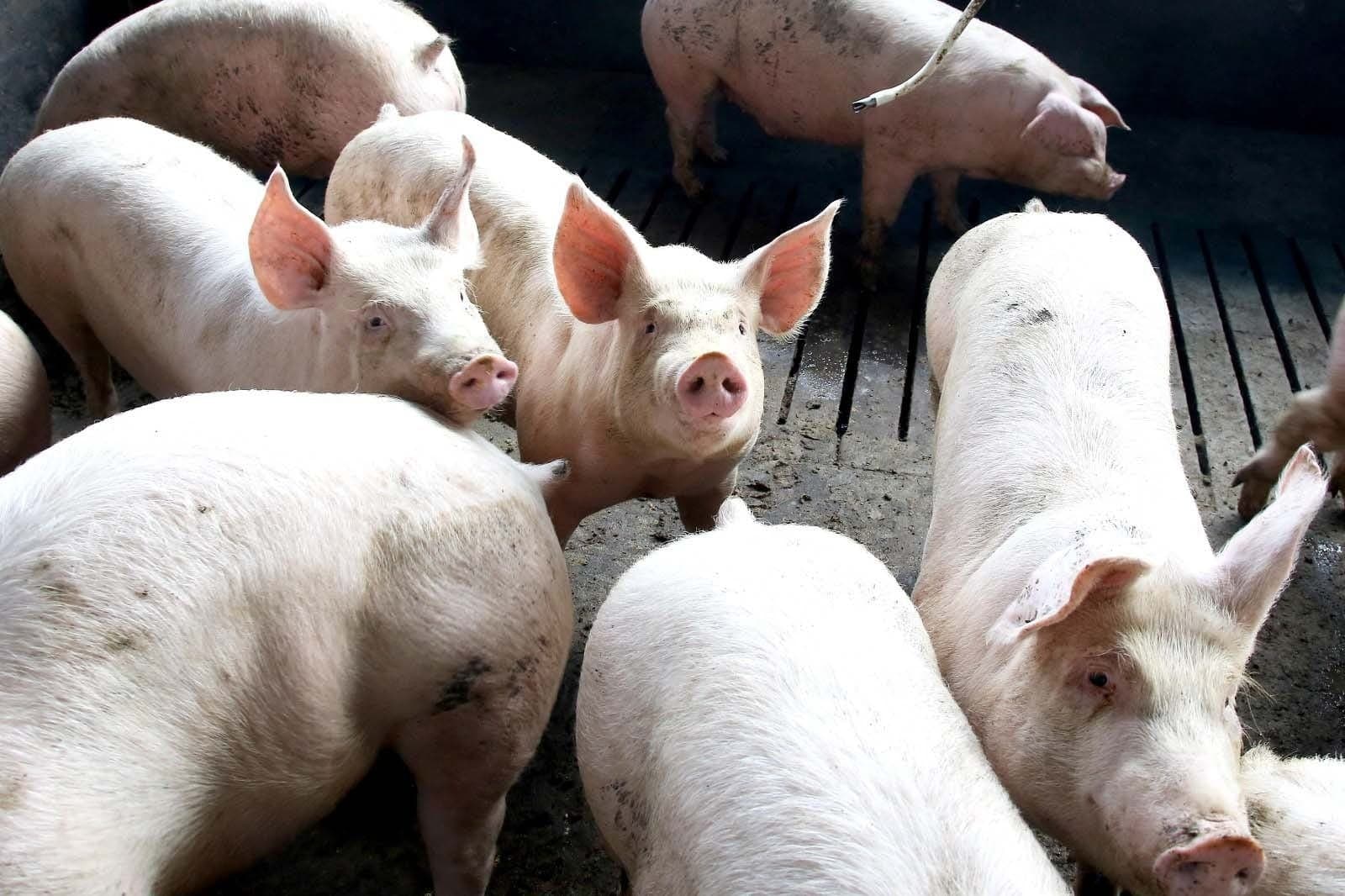 Paraná bate recorde histórico na exportação de carne suína.