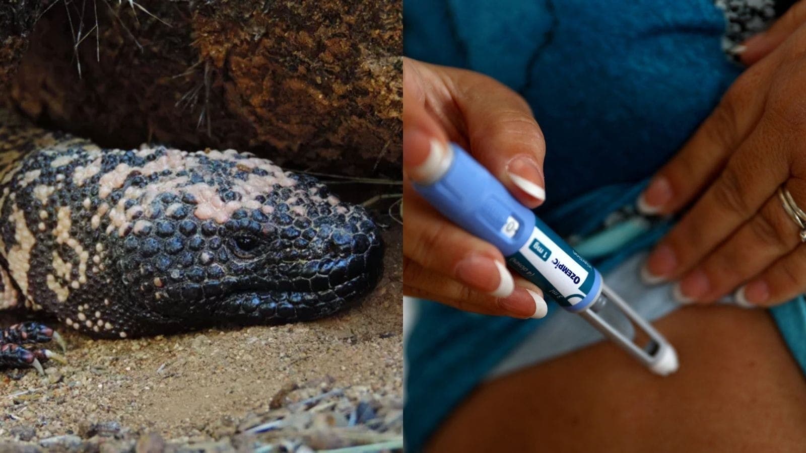 Lagarto e medicamento para emagrecer: conheça a relação entre eles