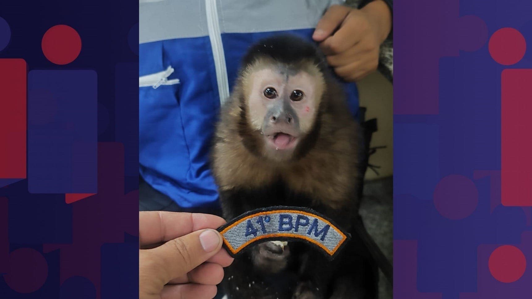 Macaco-prego que estava em poder de criminosos na comunidade Para-Pedro