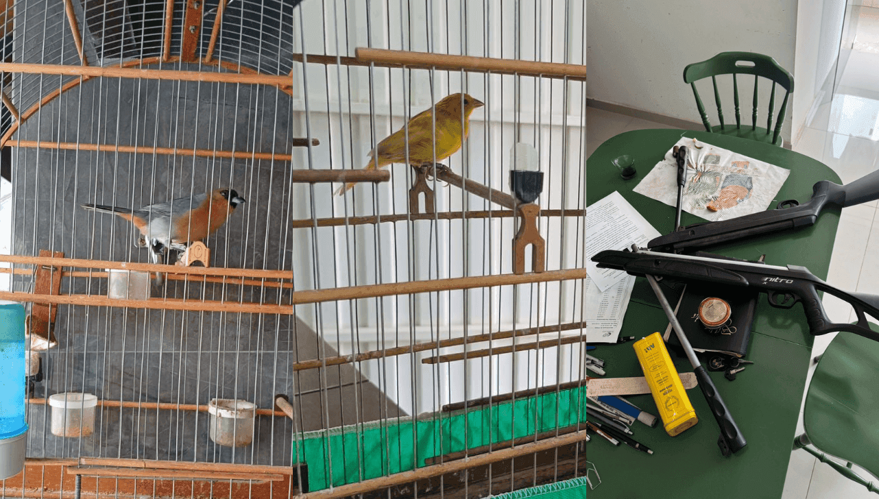 Setor de Proteção Animal (Sepa) realizou duas ações de combate aos maus-tratos