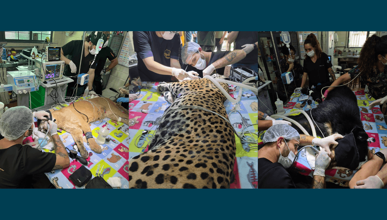 Onça-parda (Puma concolor), onça-pintada (Panthera onca) e urso-de-óculos (Tremarctos ornatus)