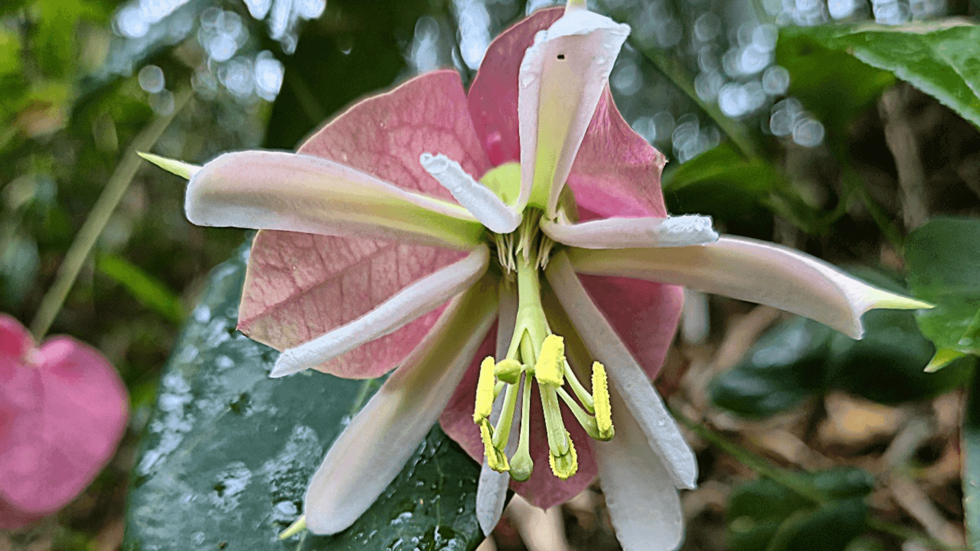 Rara espécie de Passiflora é encontrada no Parque Estadual dos Três Picos