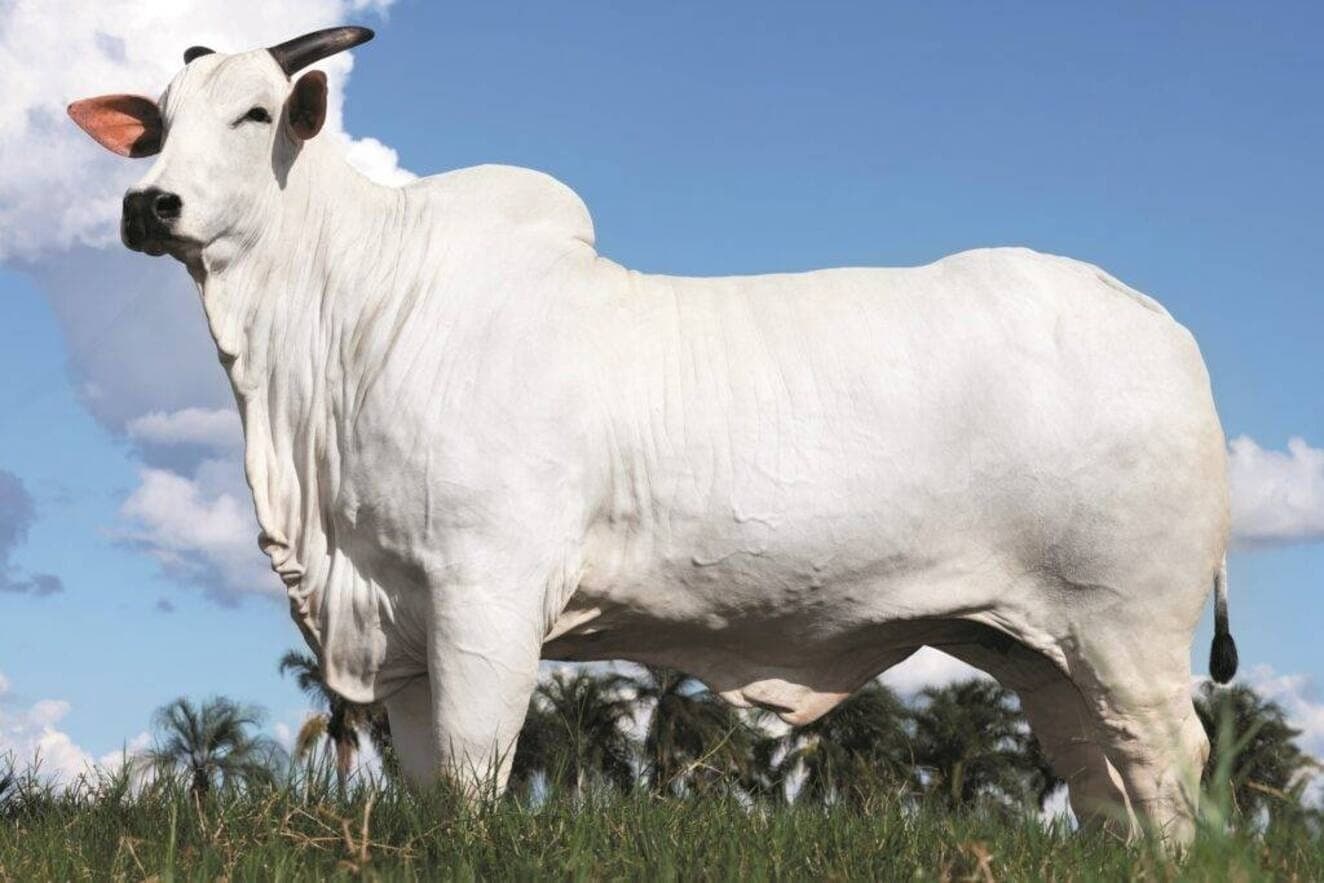 Vaca Donna FIV CIAV é a mais cara do mundo e custa R$ 54 milhões