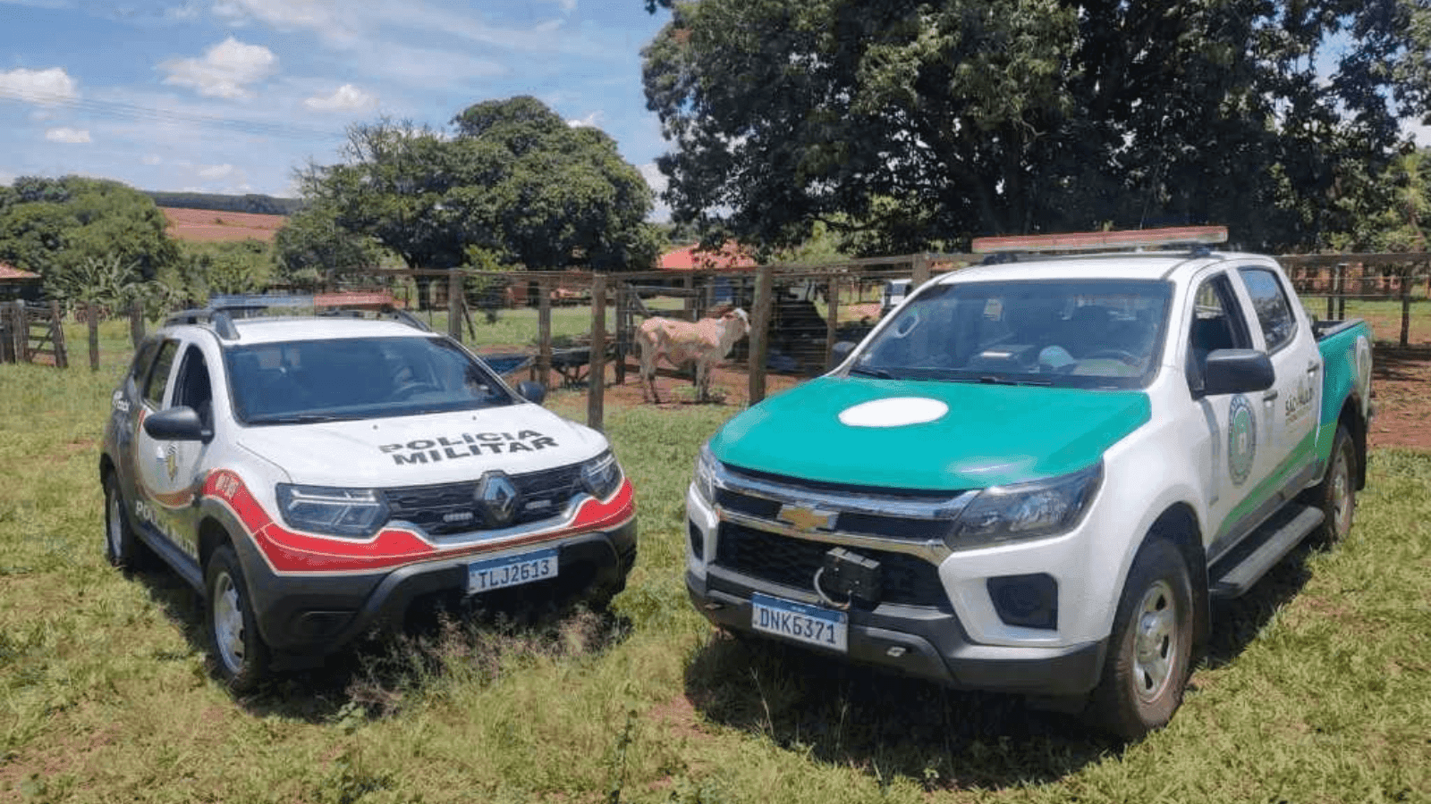 A polícia recuperou oito cabeças de gado da raça nelore