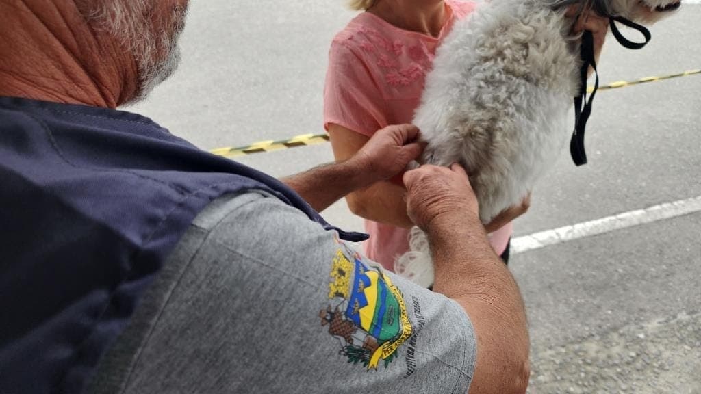 Poderão ser vacinados contra a raiva cães e gatos