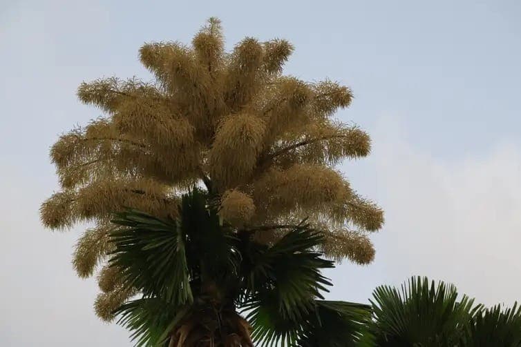 Palmeira Talipot, rara, floresceu no Rio de Janeiro