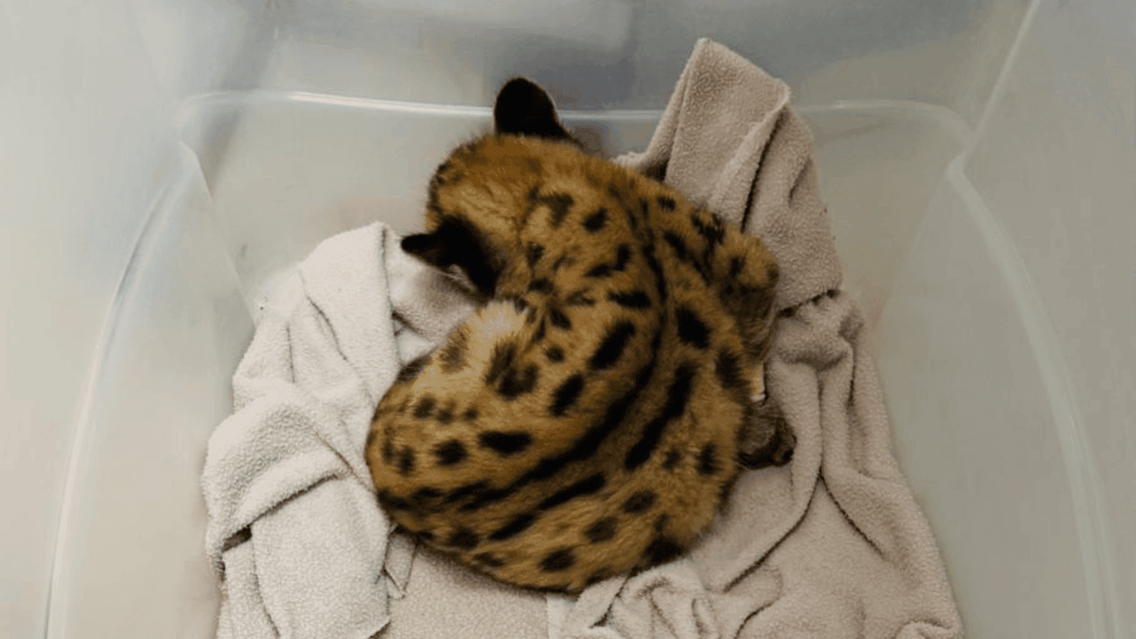 O filhote foi levado para o Zoobotânico de São José do Rio Preto