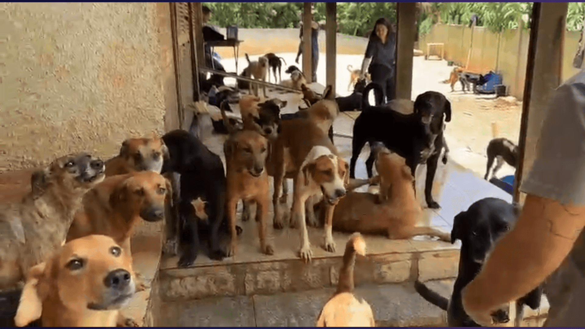 ONGs e protetores do Rio se dividem para retirar e encaminhar os cães a novos cuidados