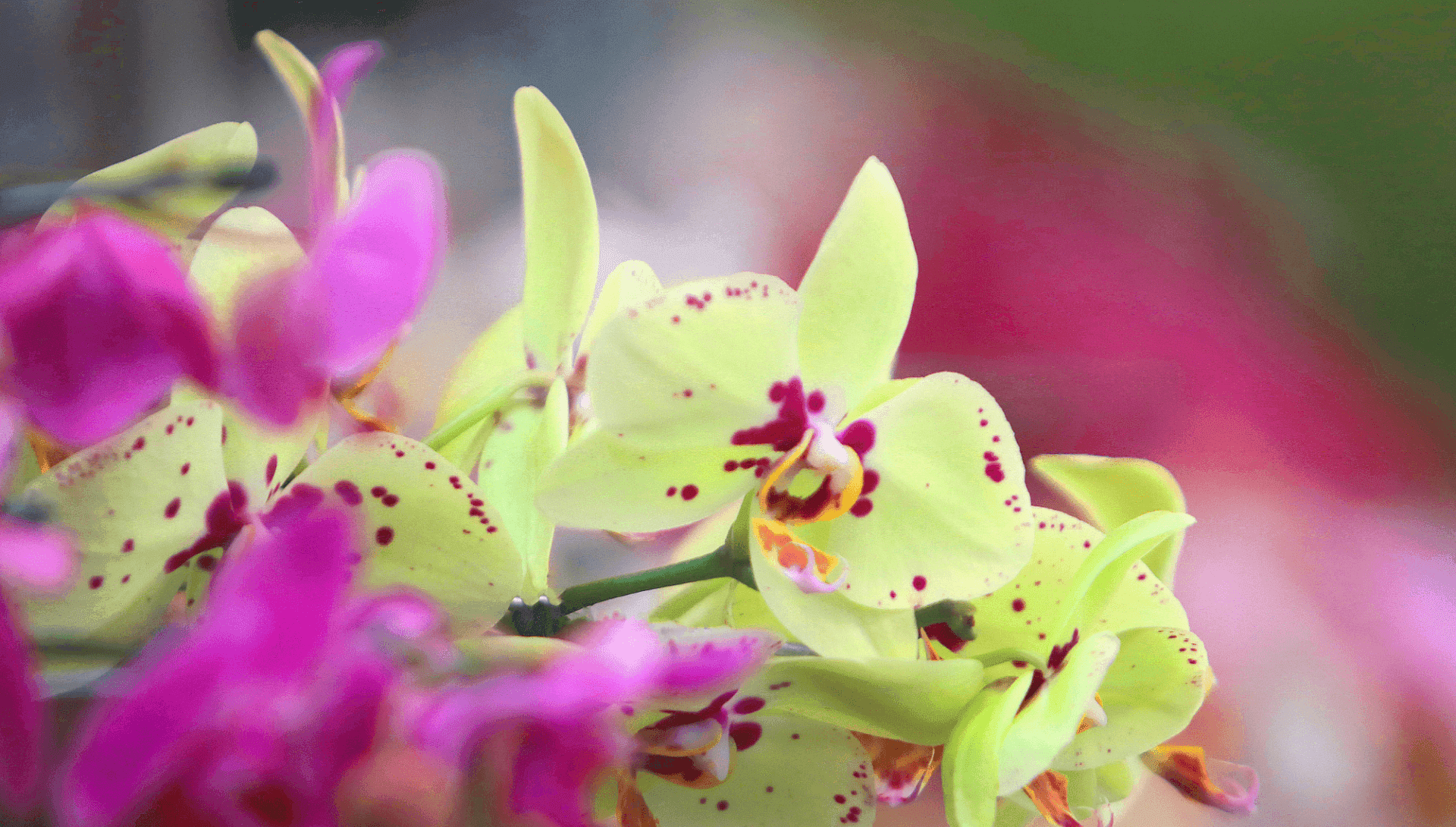 A programação reúne mais de 6 mil flores e plantas ornamentais