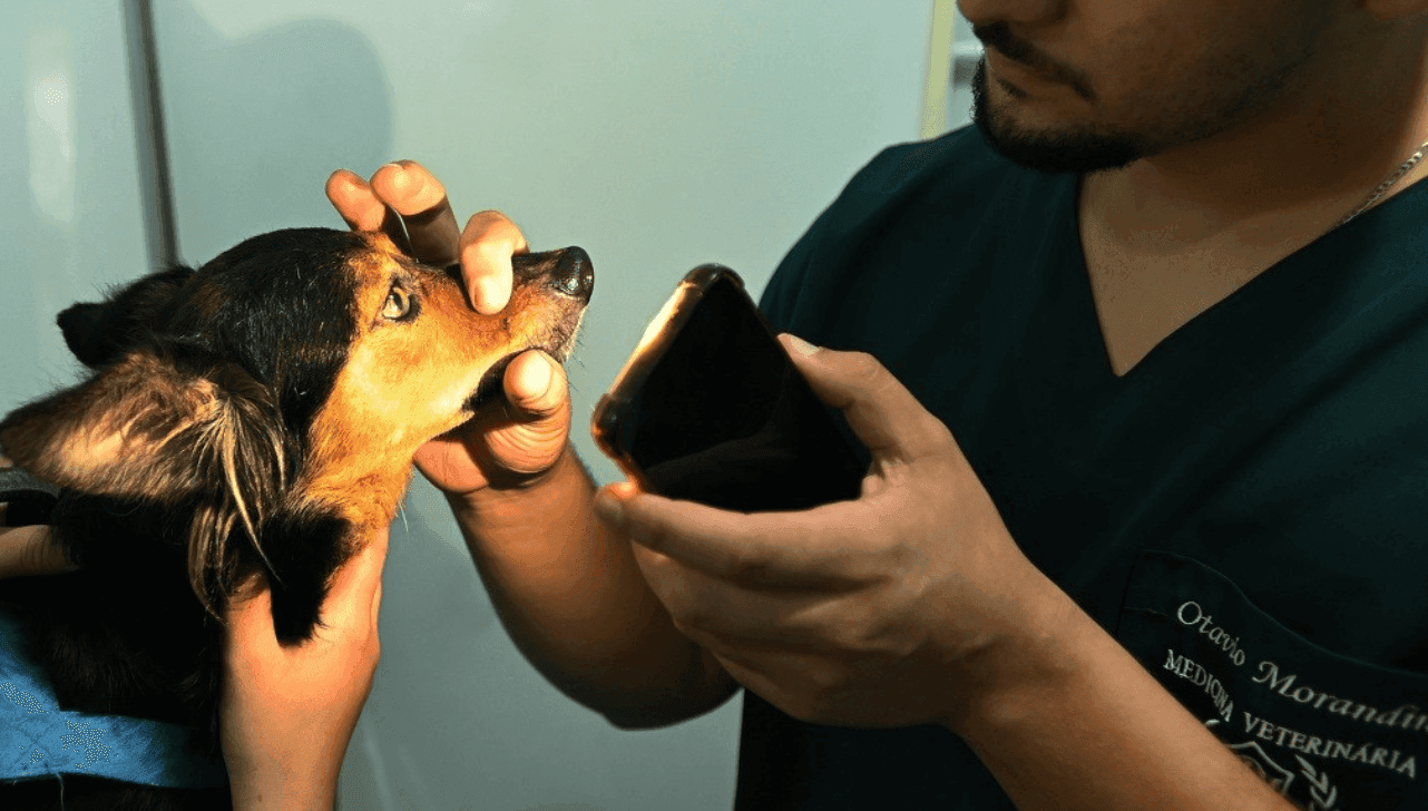 Atendimento gratuito para os animais neste feriado