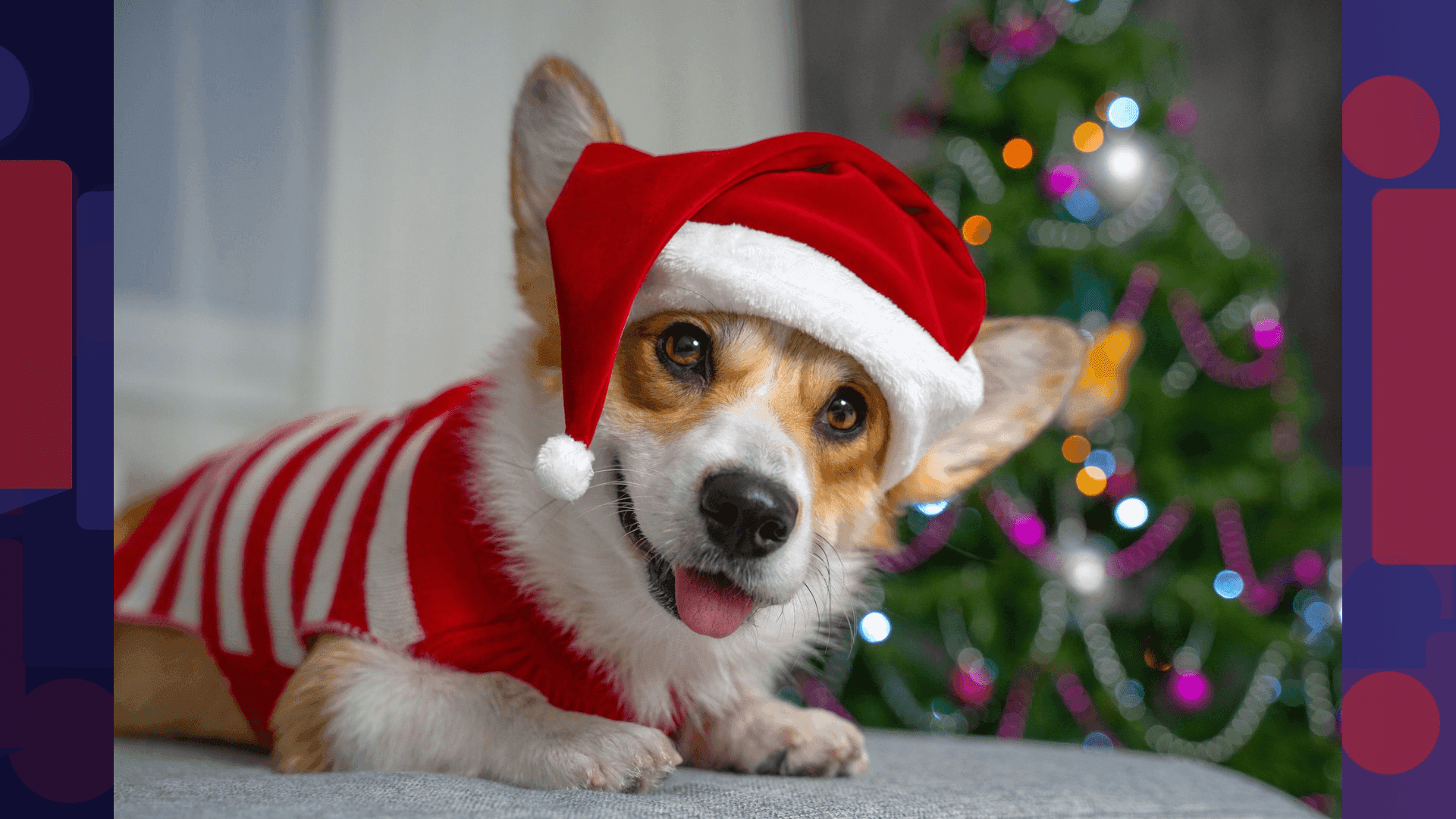 Os organizadores convidam os participantes a prepararem o look natalino dos seus “aumigos” para celebrar o Natal de forma alegre, solidária e cheia de patinhas felizes