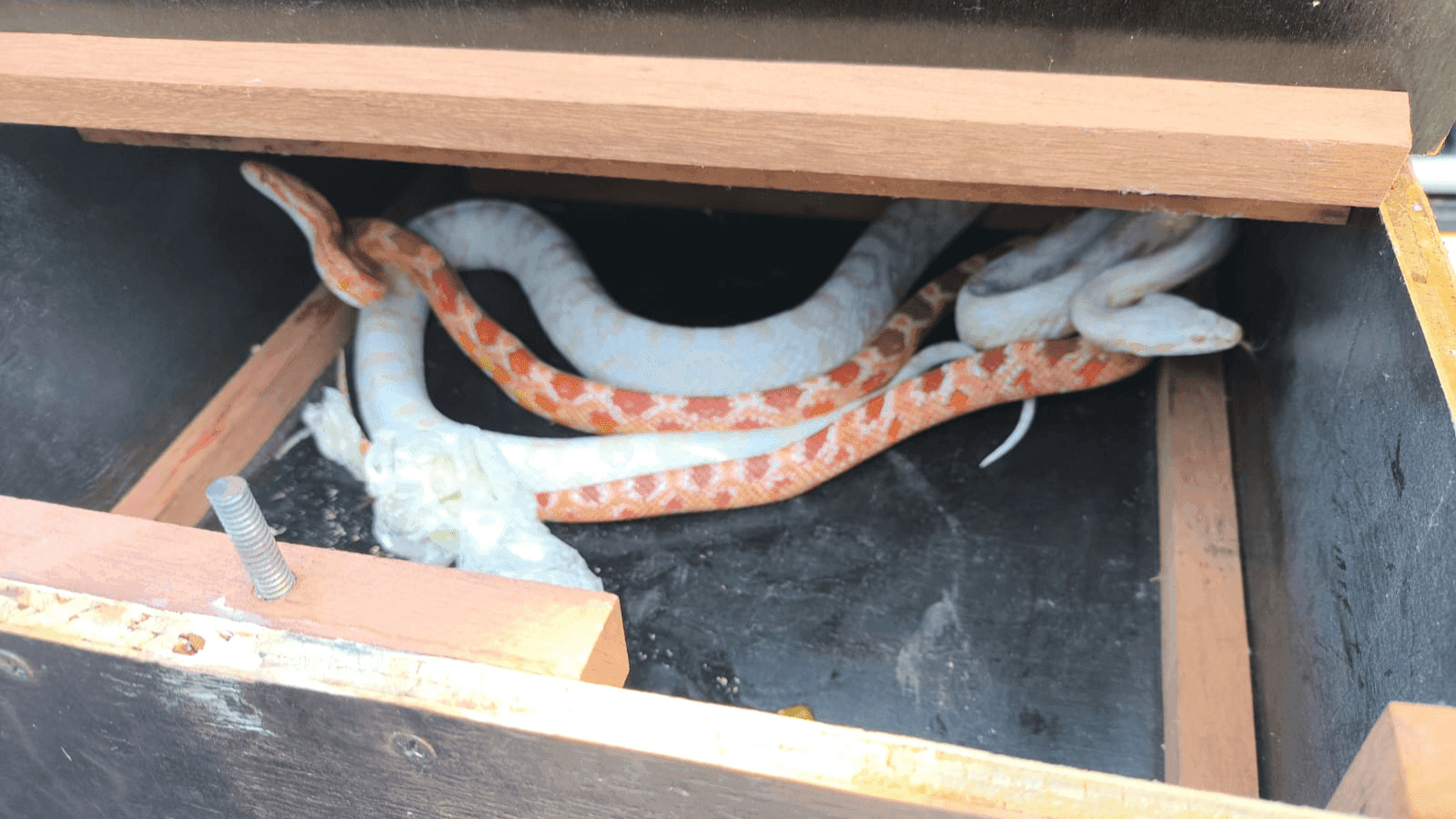 As serpentes estavam dentro de um par de tênis usados