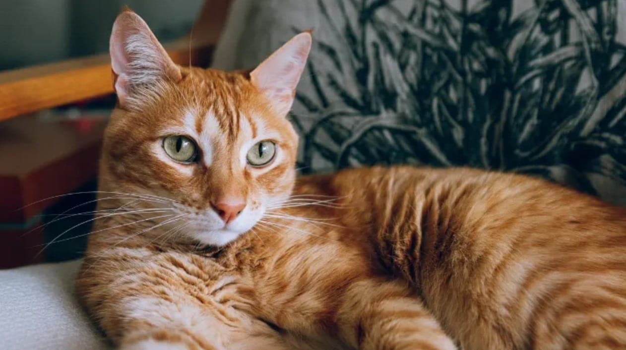 Gatos Realmente Escolhem Seus Humanos? A Ciência Explica!