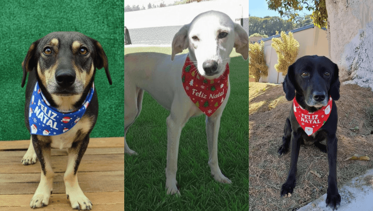 Todos os cães disponíveis são vacinados, castrados e microchipados