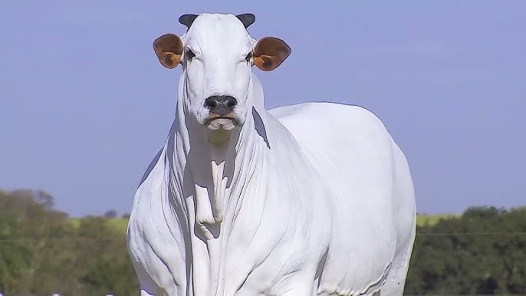 China avança nas importações, mas conflito no Oriente Médio preocupam setor exportador de carne