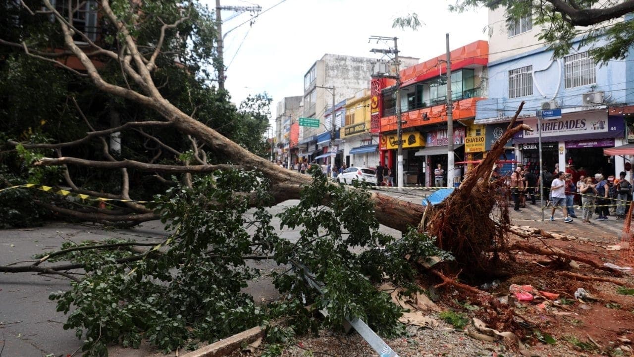 Árvore caída na zona sul de São Paulo após ventania