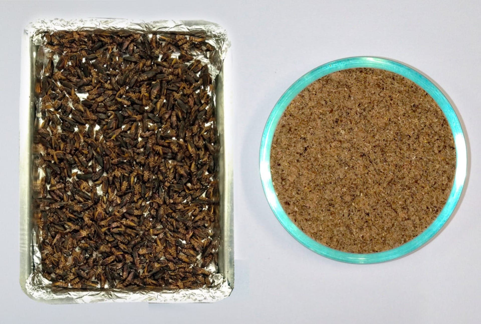 Farinha de grilo é vista como whey protein turbinado