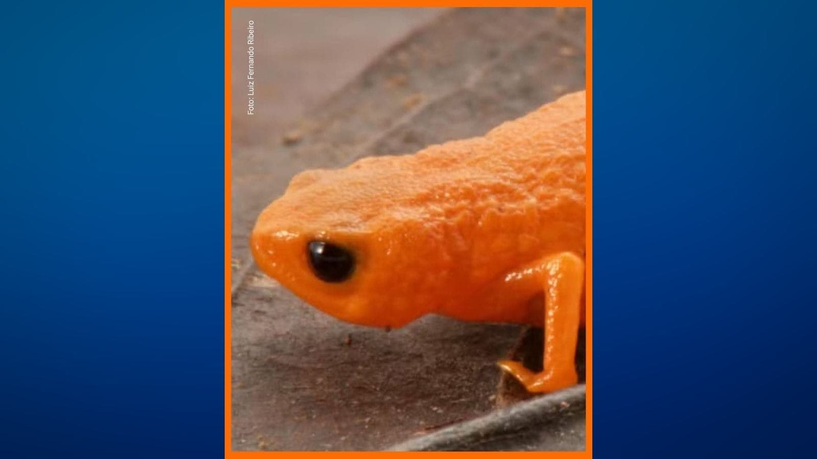 Sapo Brachycephalus lulai