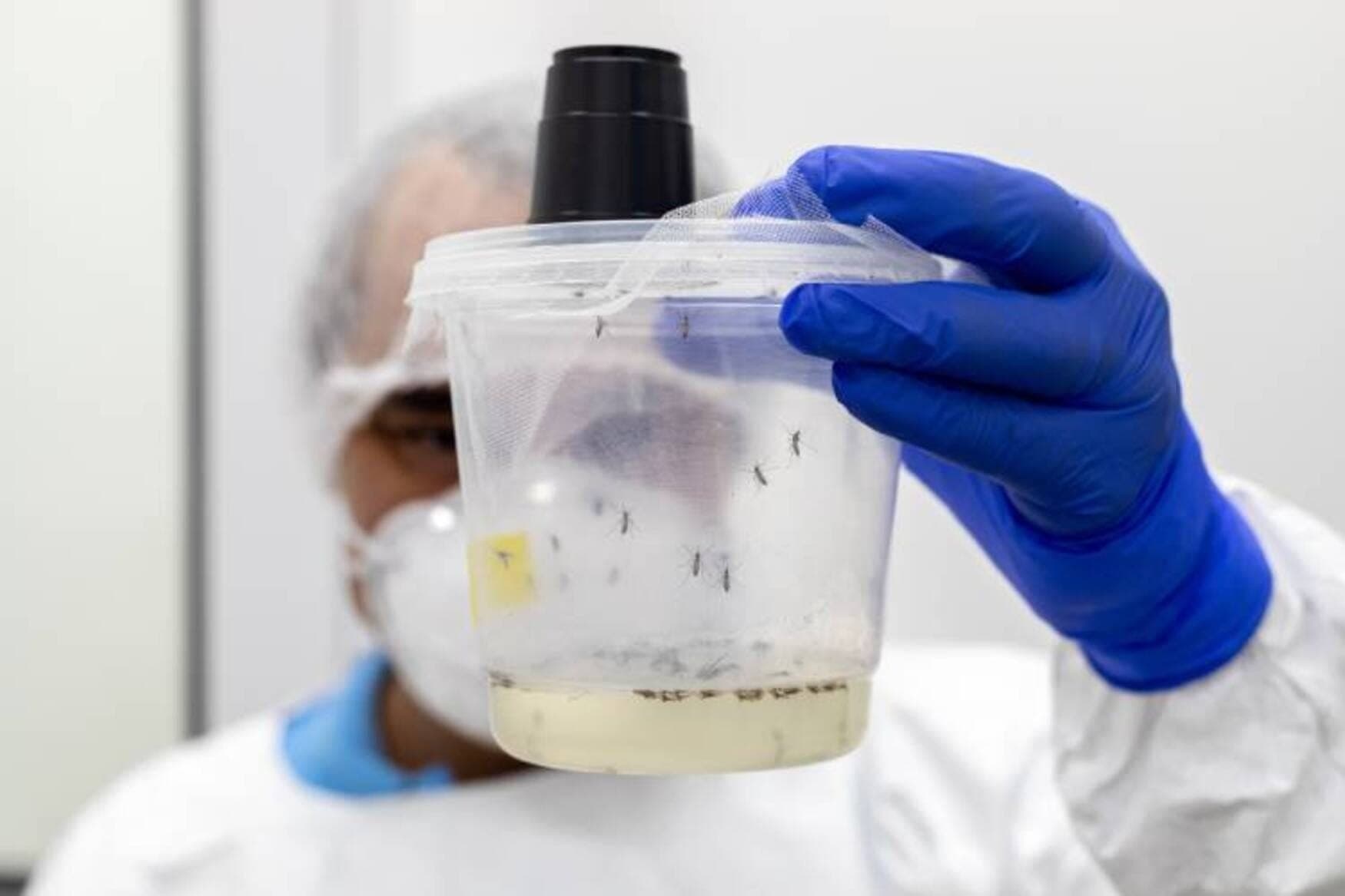 No insetário, mosquitos são anestesiados para pesquisa
