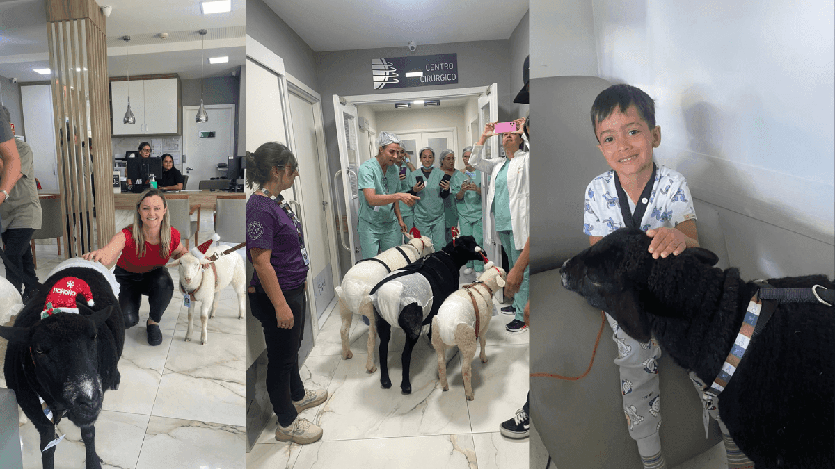 Projeto de pet terapia leva ovelhas em clima de Natal a pacientes internados no Hospital Ônix Batel, em Curitiba.